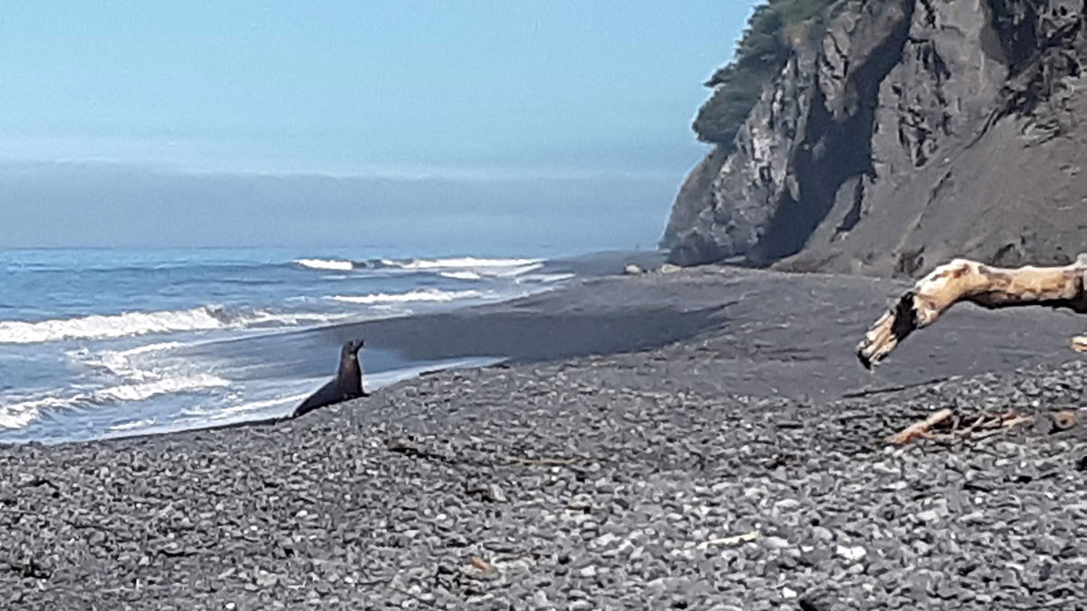 elephant seal on california beach